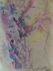 Gnarly tree trunk
crayon